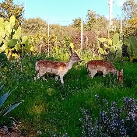 La Fattoria Delle Tartarughe Villa San Gregorio  Екстериор снимка